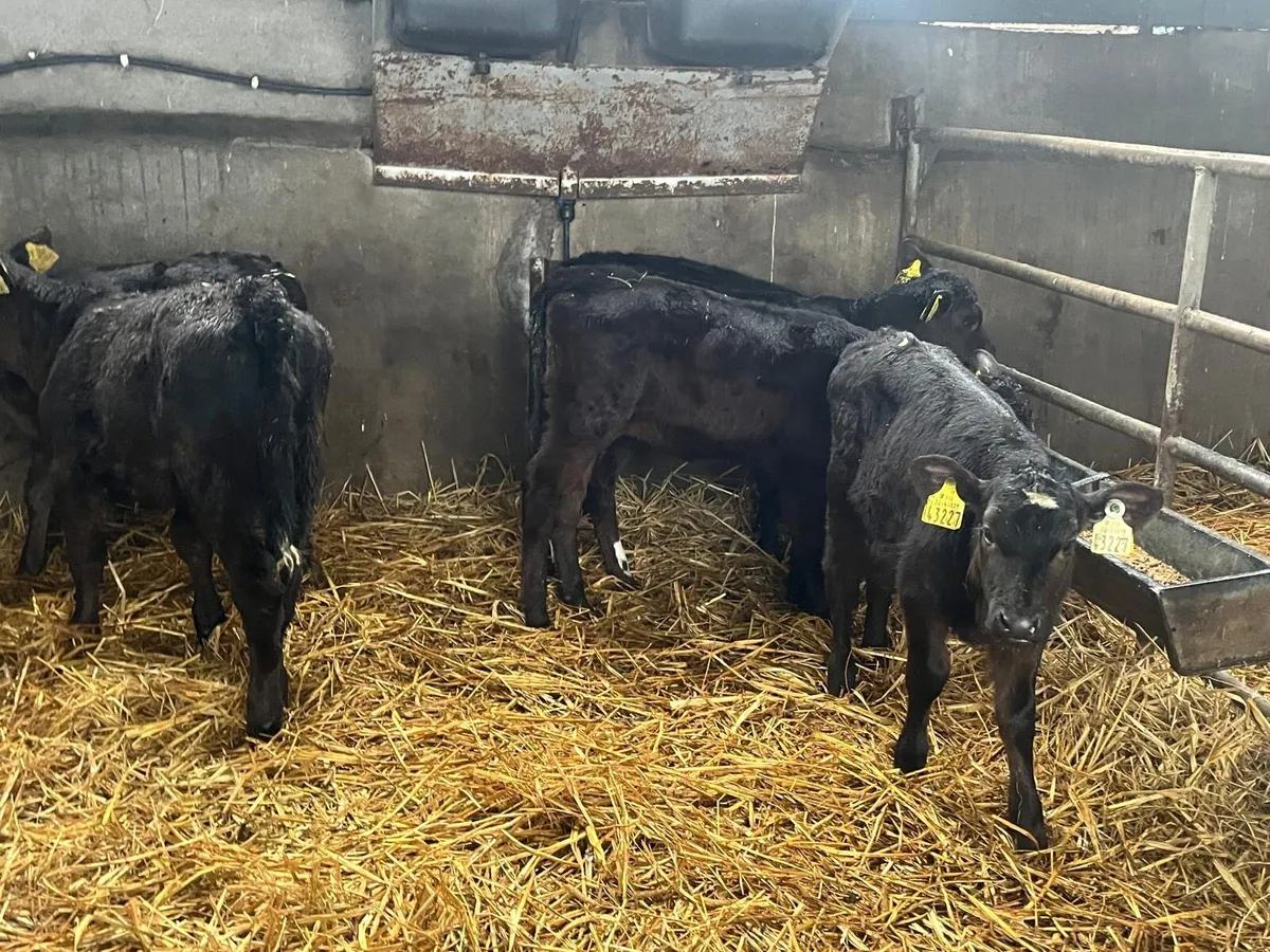 6 strong Angus  heifer  calf’s - Image 4