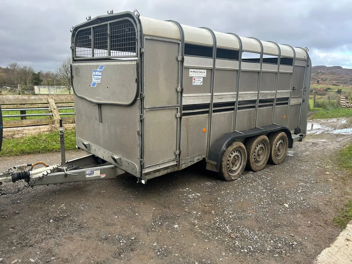 14ft ifor Williams cattle trailer - Image 2