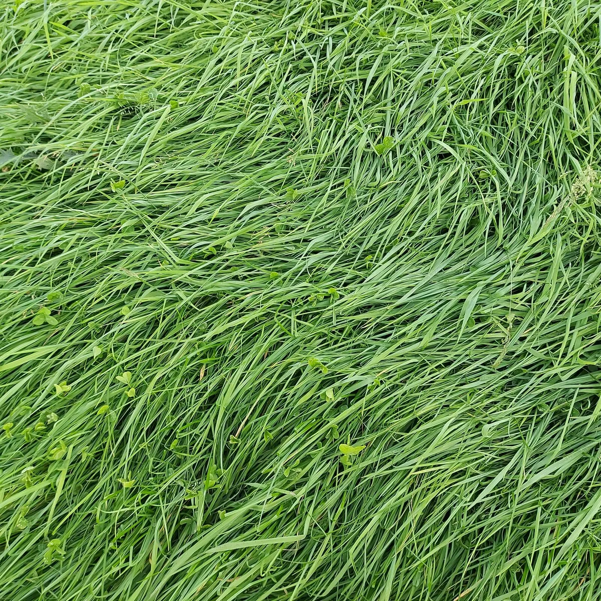 Round Bales of Re-Seeded Grass Silage - Image 1