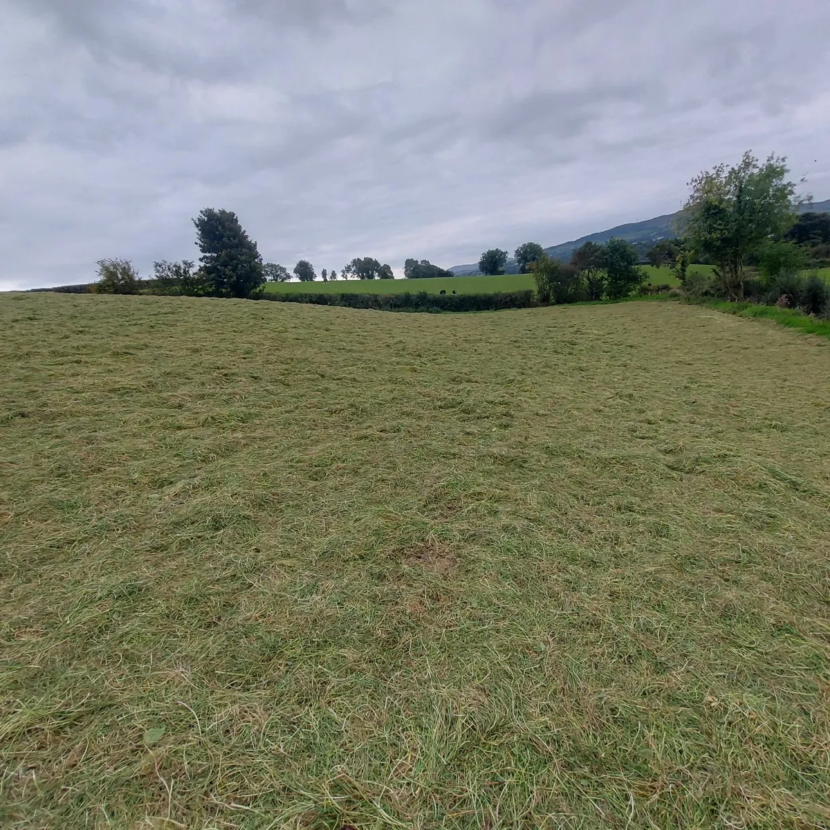 Round Bales of Re-Seeded Grass Silage - Image 2