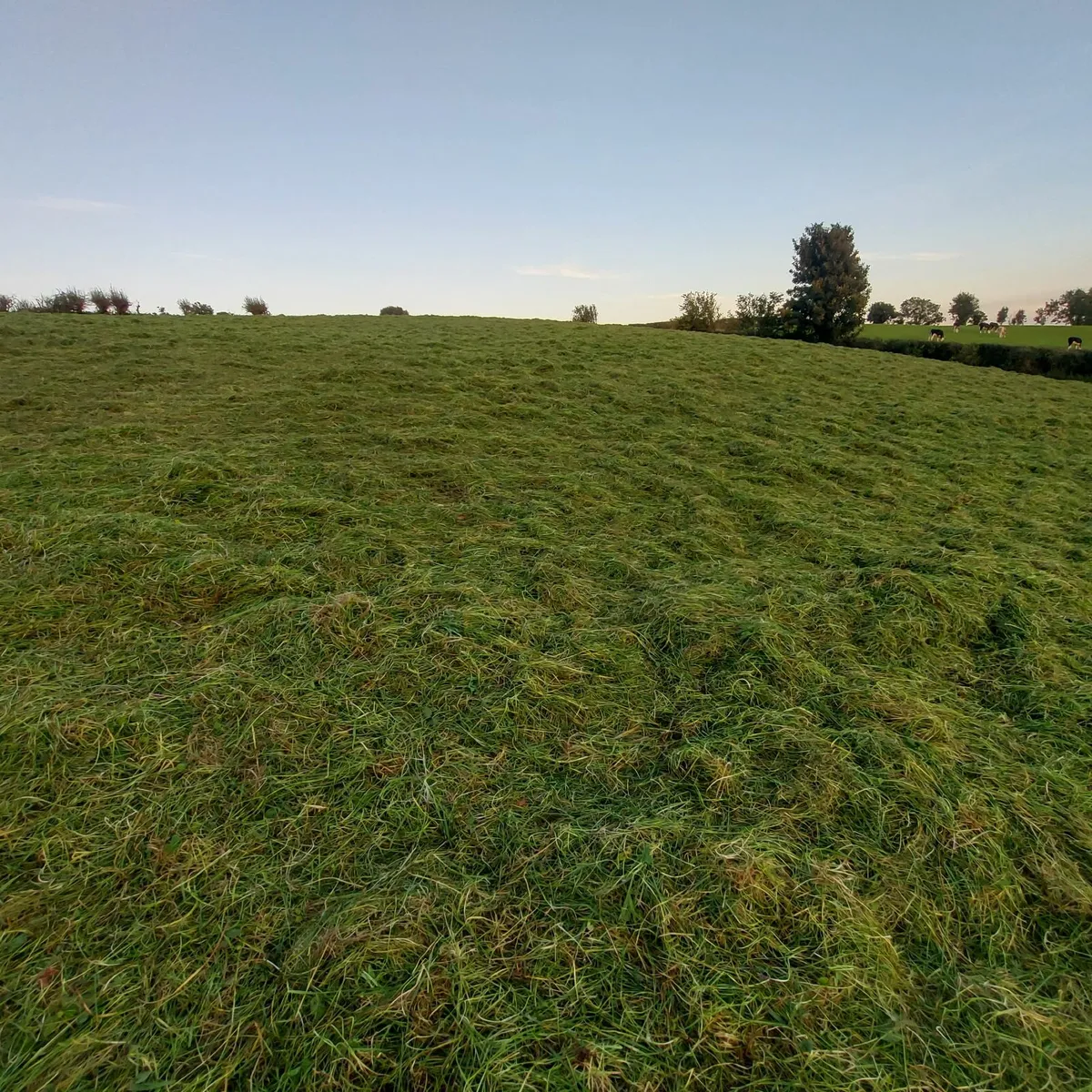 Round Bales of Re-Seeded Grass Silage - Image 4