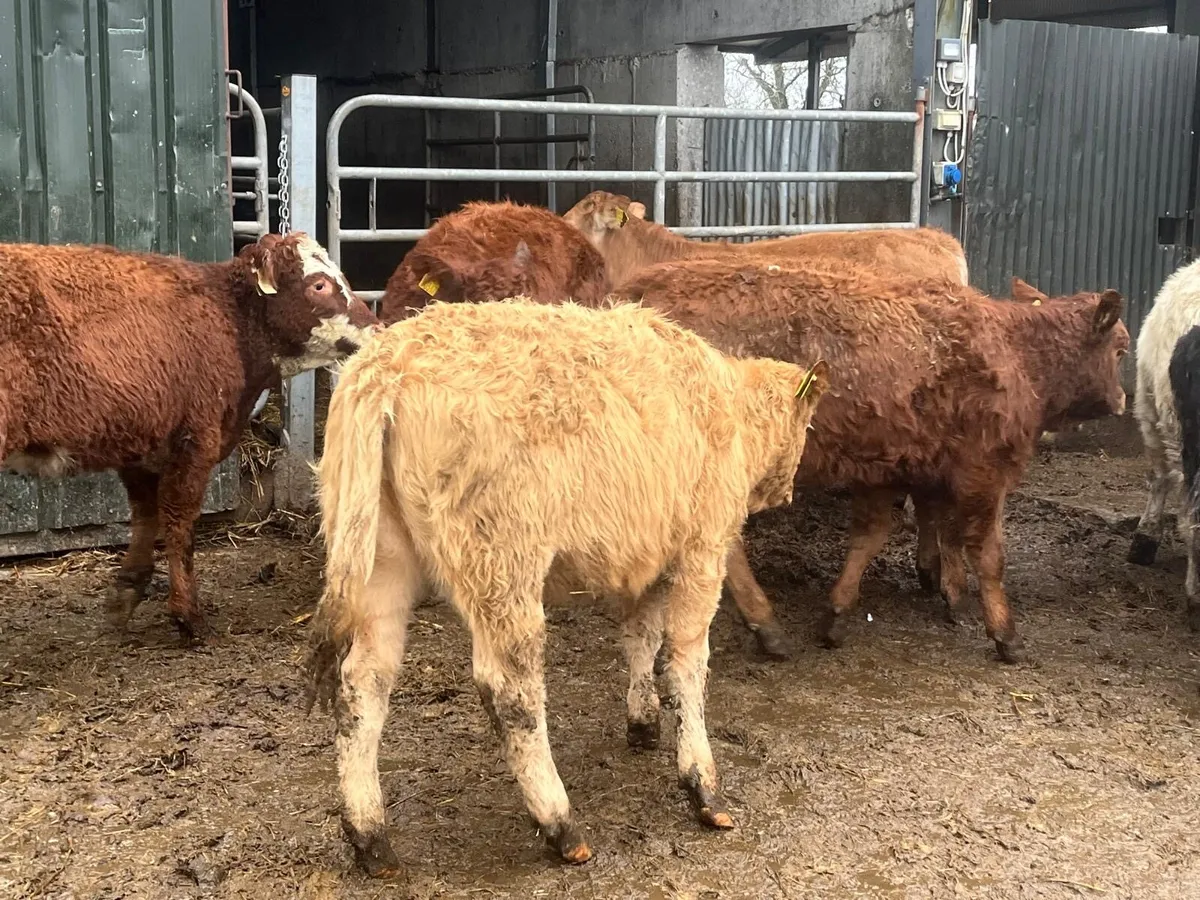 15 super  continental weanling heifers - Image 1