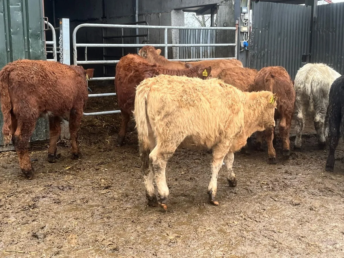 15 super  continental weanling heifers - Image 2