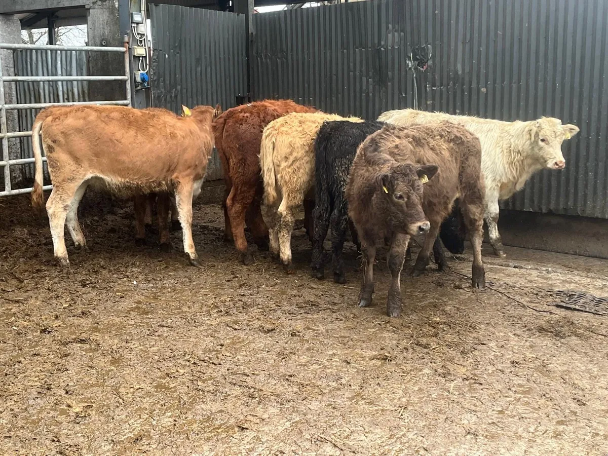 15 super  continental weanling heifers - Image 3