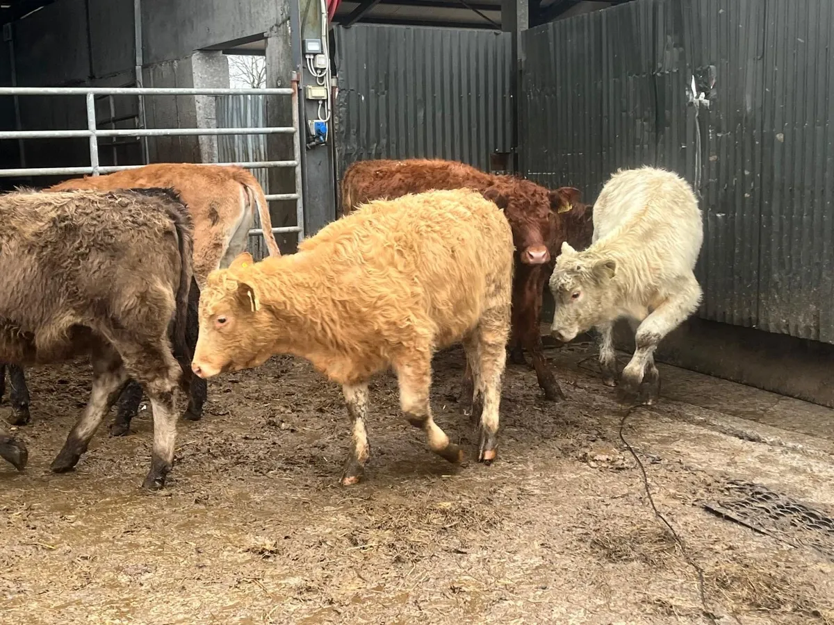 15 super  continental weanling heifers - Image 4