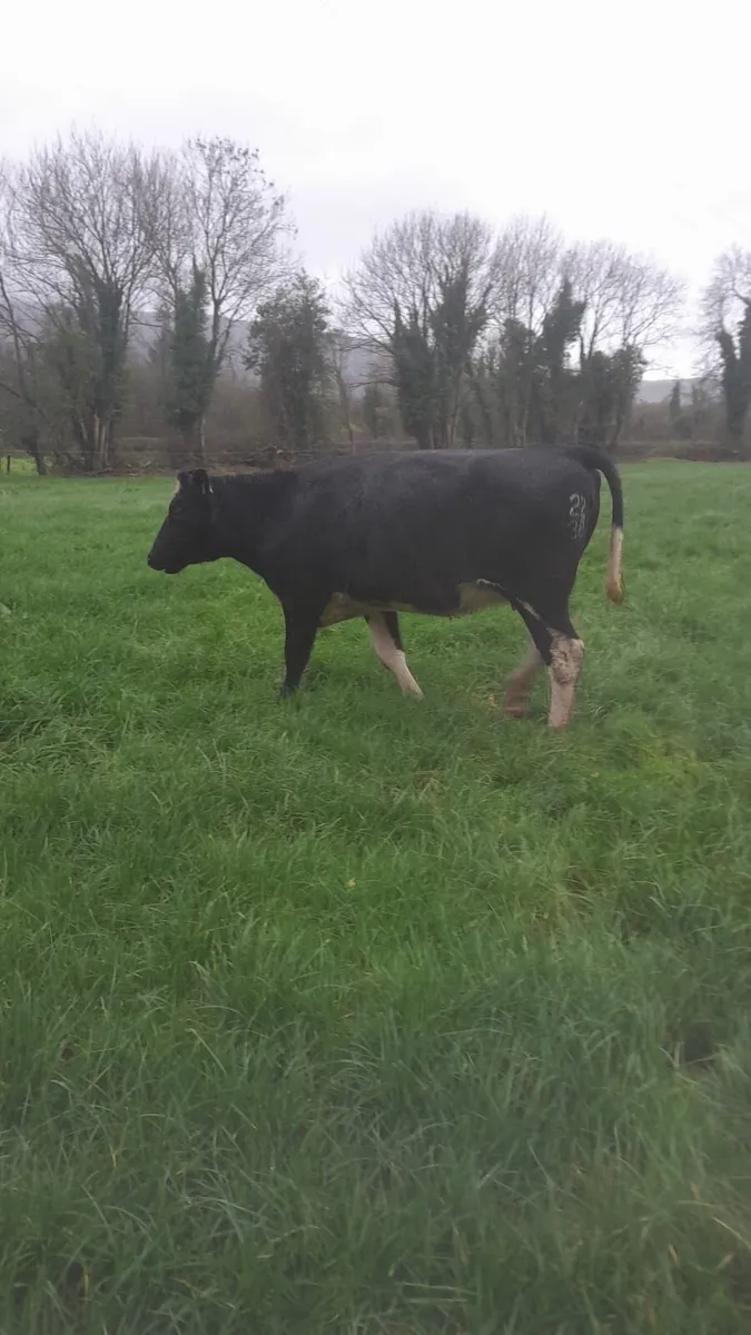 Fr Heifers - Image 1