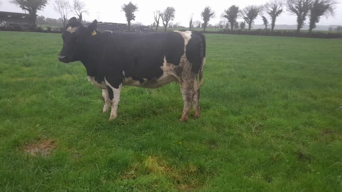 Fr Heifers - Image 2