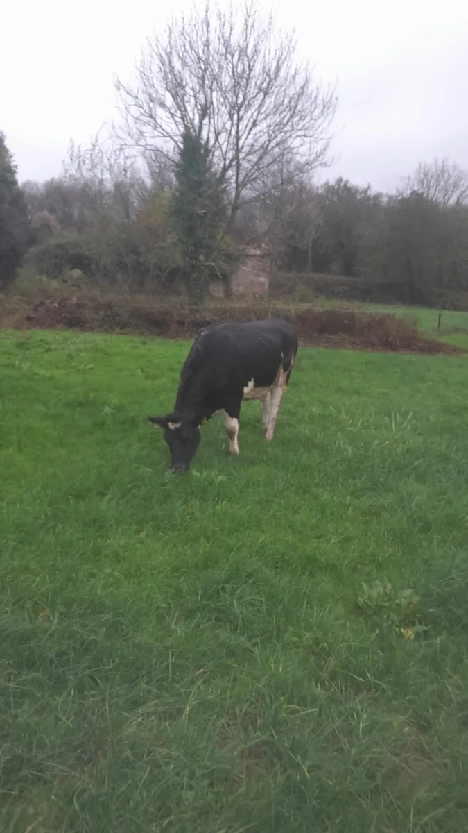 Fr Heifers - Image 3