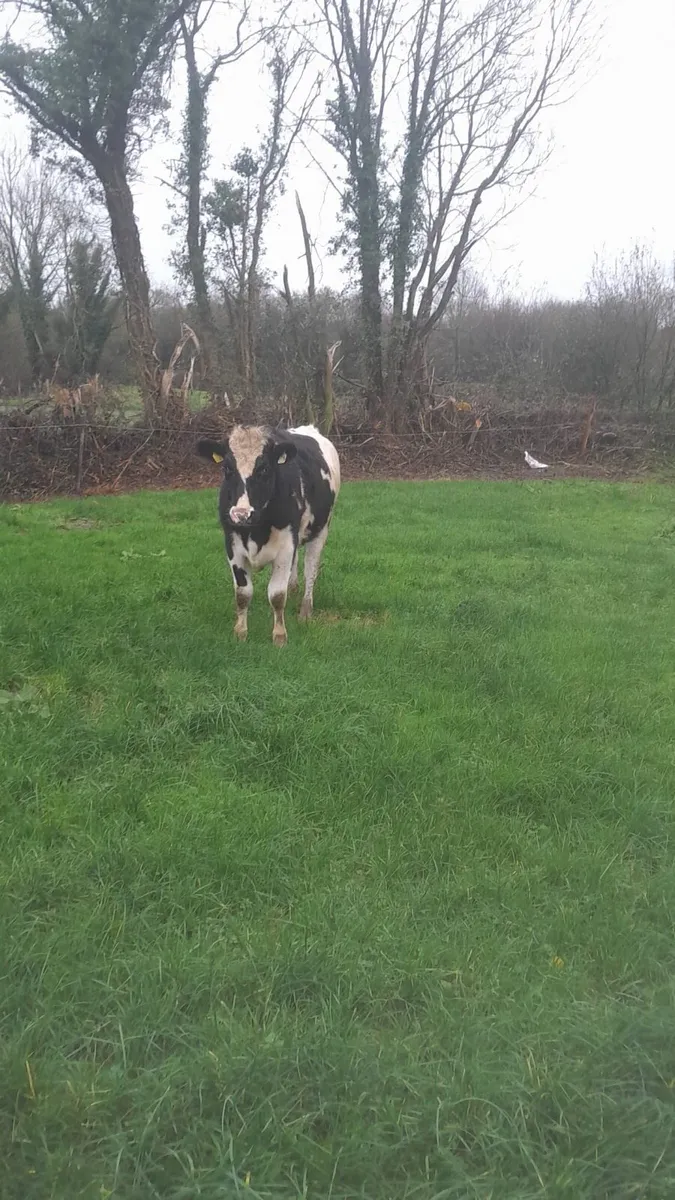 Fr Heifers - Image 4