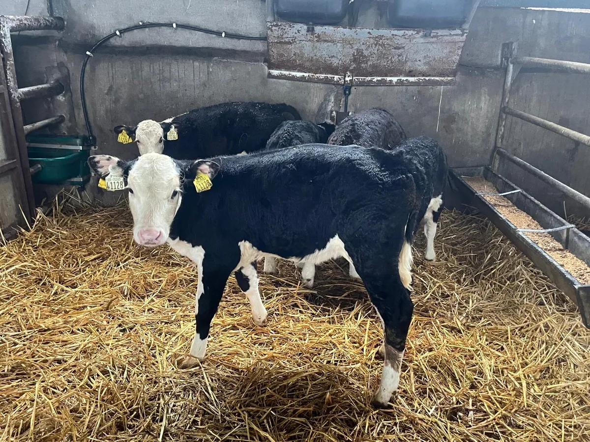 5 super  strong Hereford heifer calf’s - Image 1