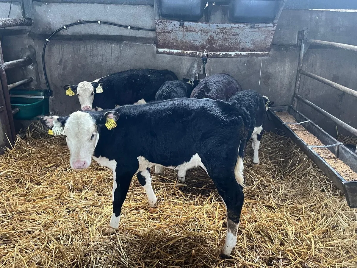 5 super  strong Hereford heifer calf’s - Image 2