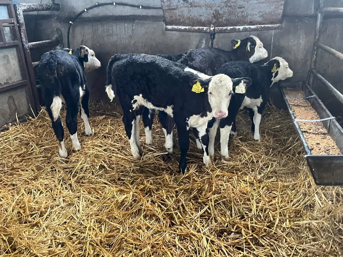 5 super  strong Hereford heifer calf’s - Image 3