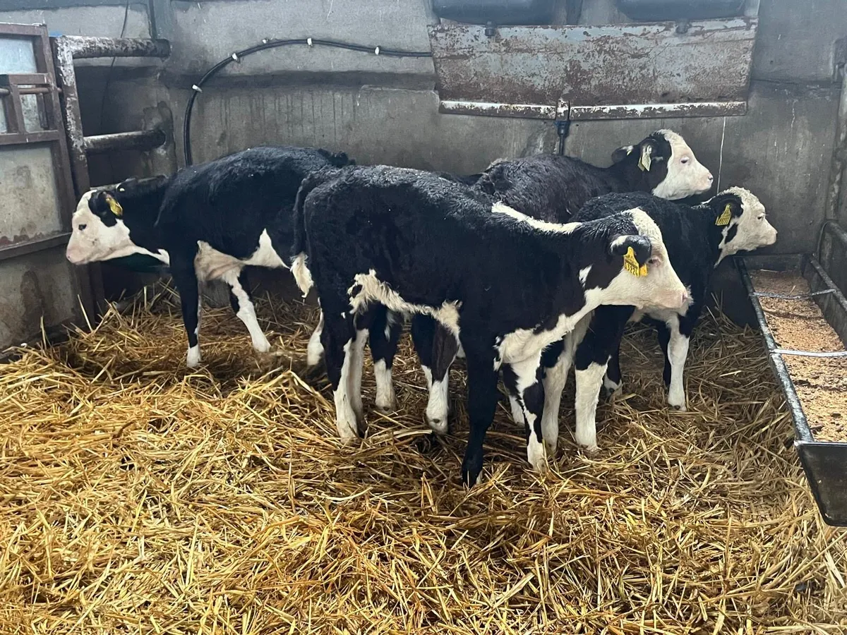 5 super  strong Hereford heifer calf’s - Image 4