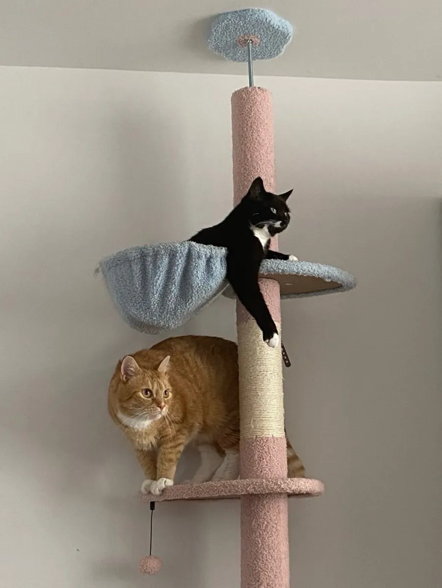 Three 3 year old cats looking for a forever home - Image 1