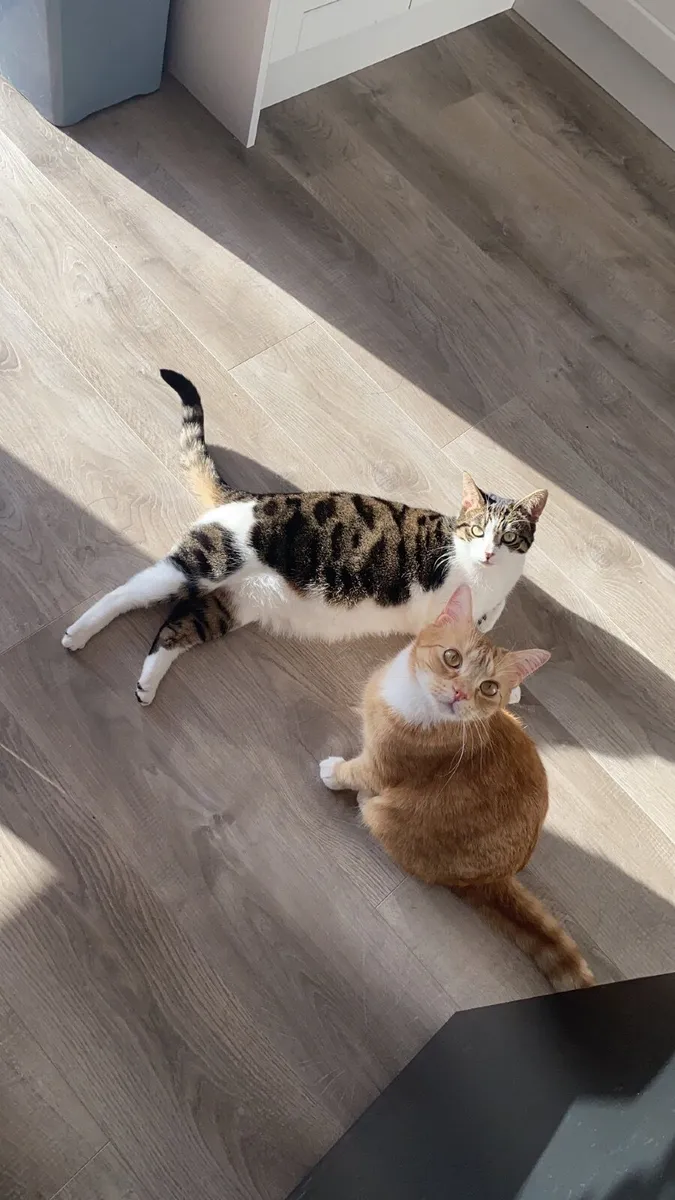 Three 3 year old cats looking for a forever home - Image 2