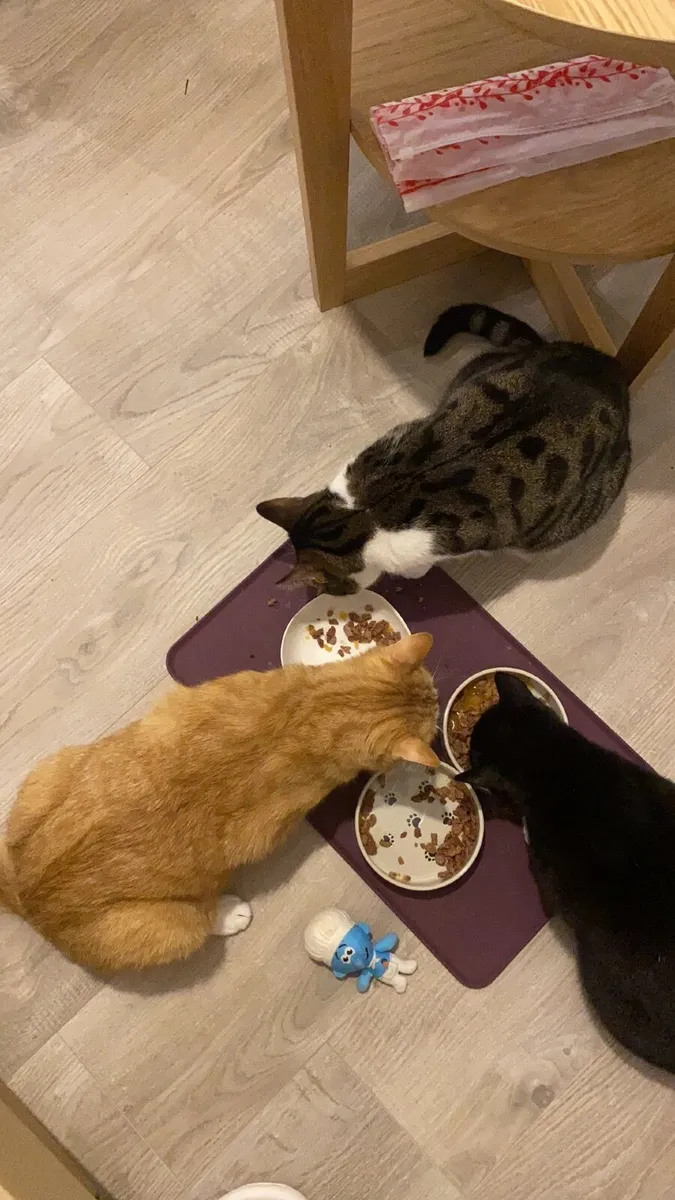 Three 3 year old cats looking for a forever home - Image 3