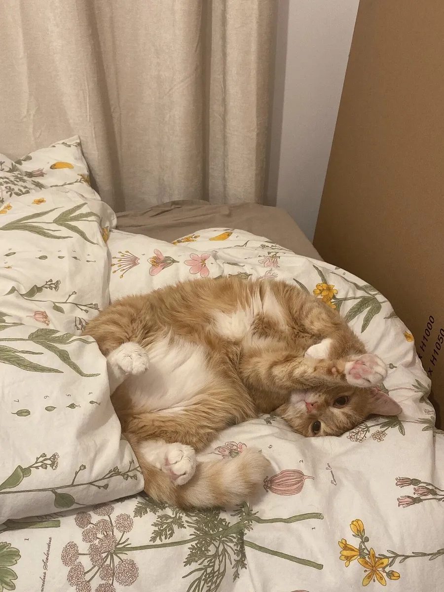 Three 3 year old cats looking for a forever home - Image 4