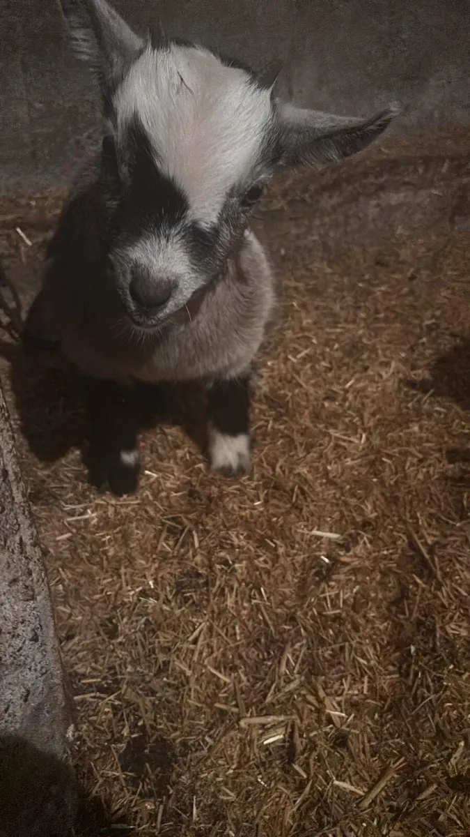 Pygmy goat kid - Image 3