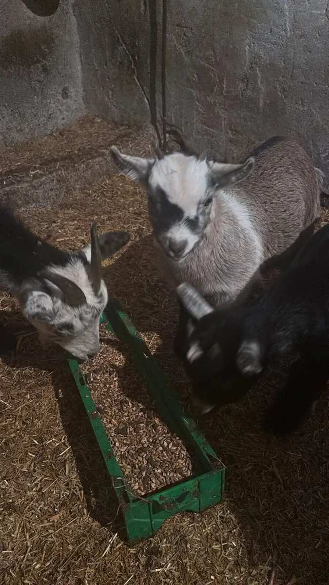 Pygmy goat kid - Image 1