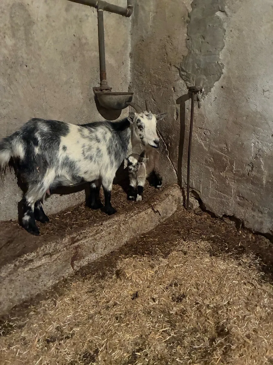 Pygmy goat kid - Image 4