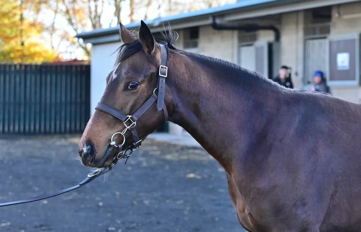 TB yearling filly - Image 1
