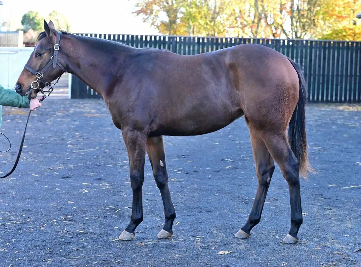 TB yearling filly - Image 2
