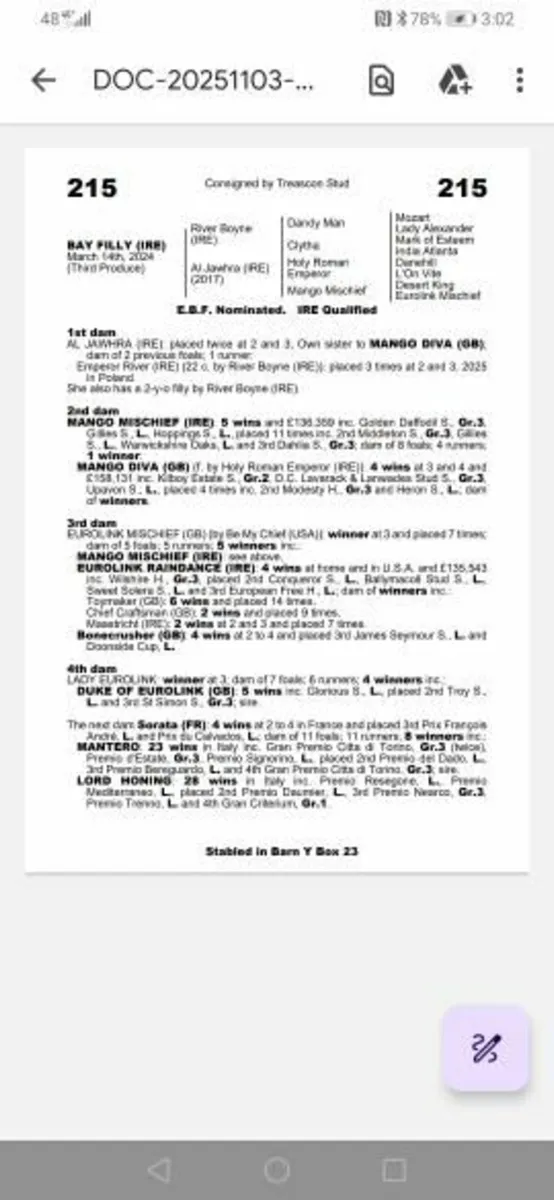 TB yearling filly - Image 3