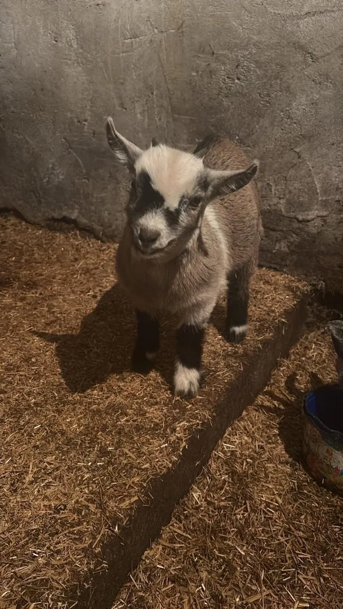 Pygmy goat kid - Image 2