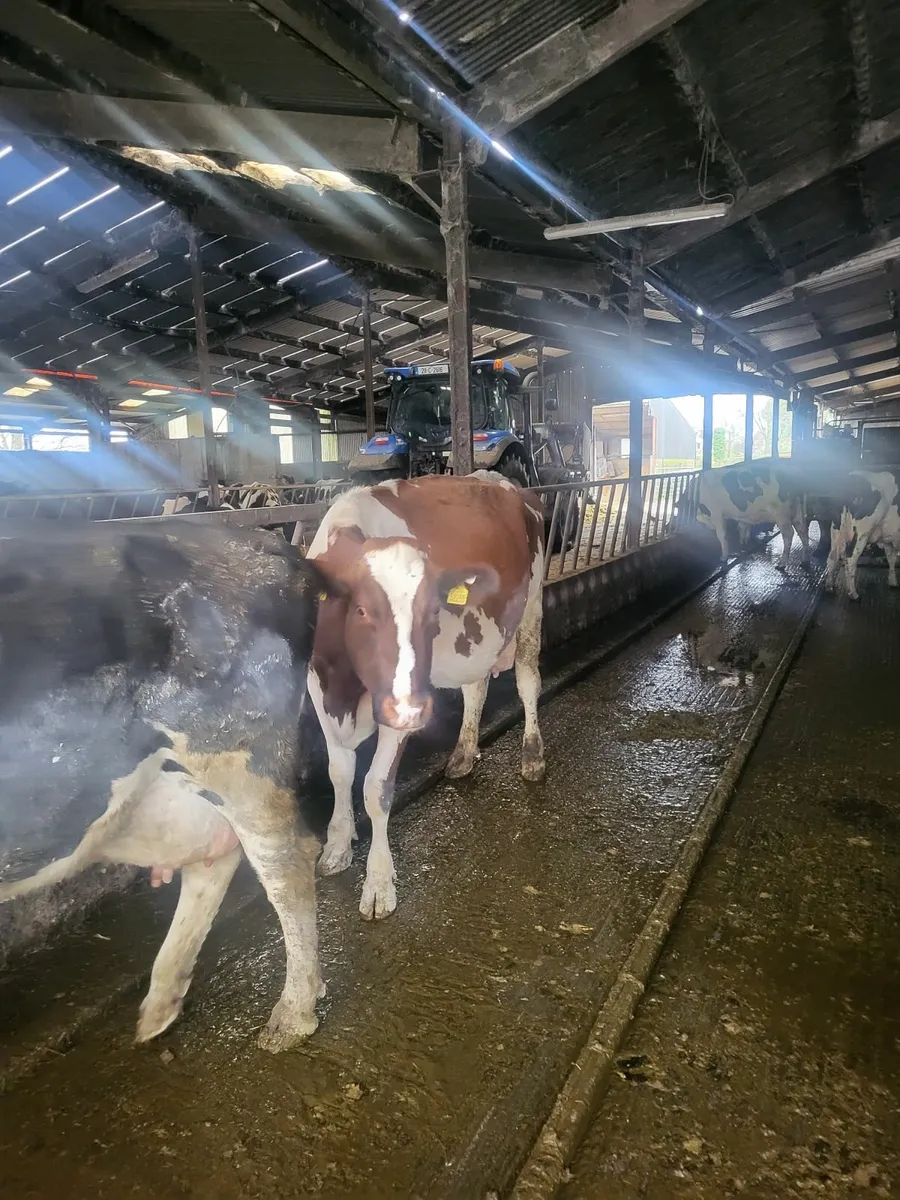 Pedigree cows  March calvers - Image 1