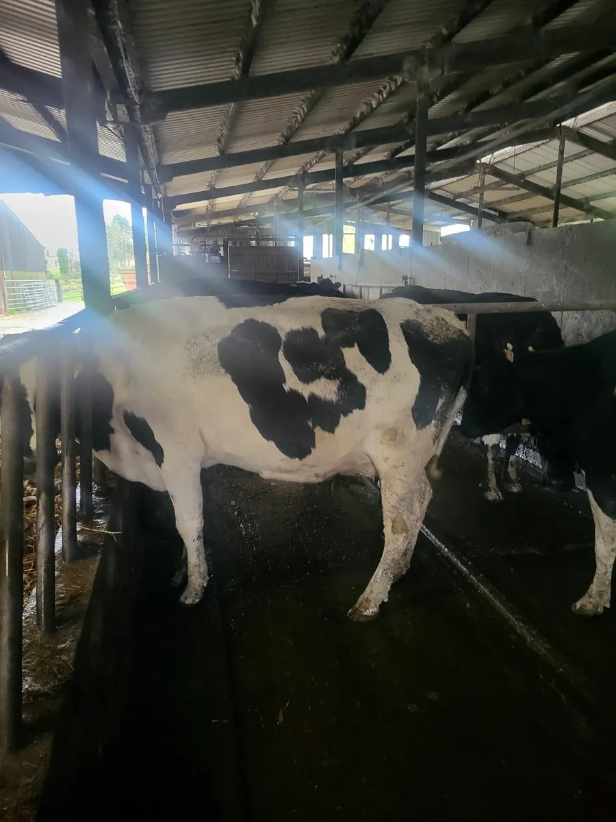 Pedigree cows  March calvers - Image 2