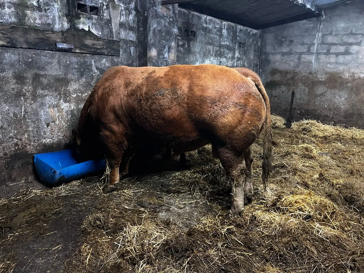 Elphin Mart 17th Nov - Image 2