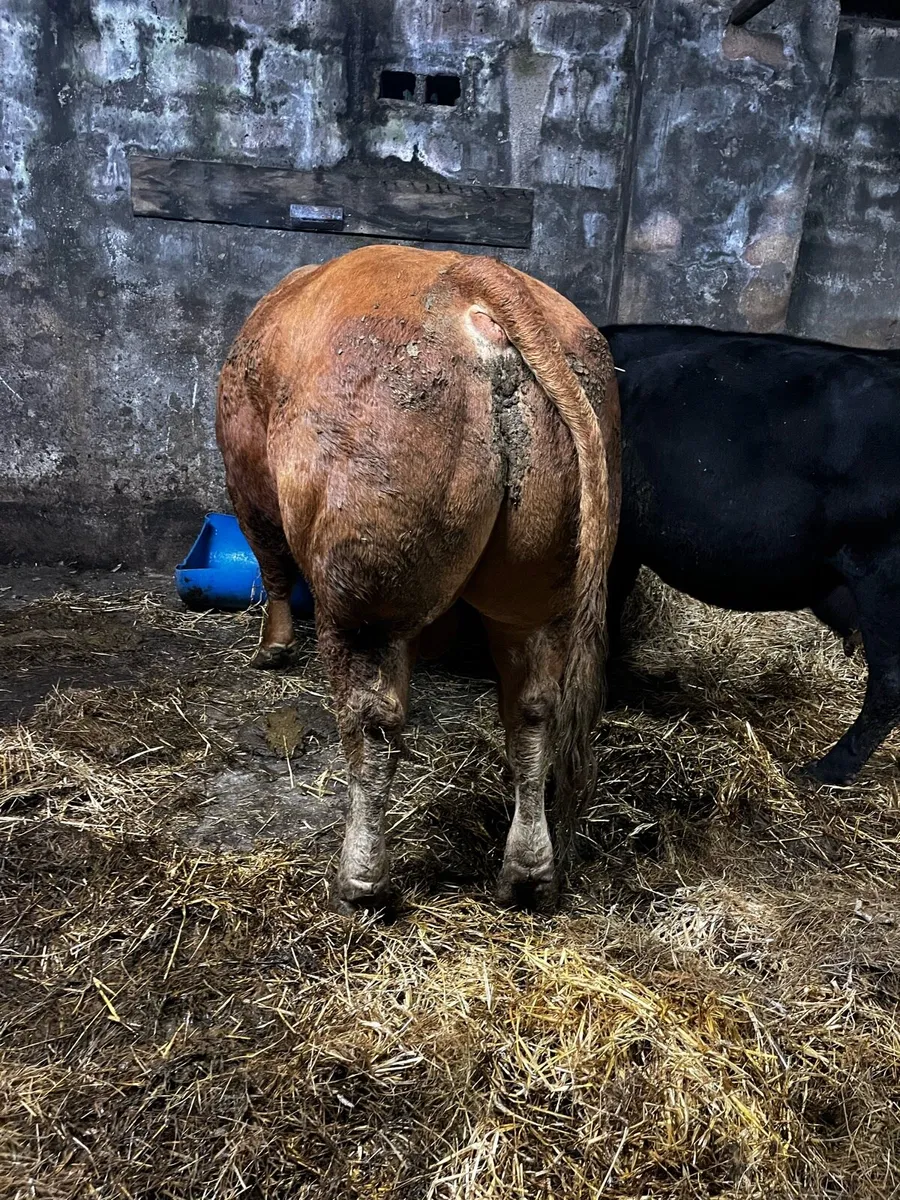 Elphin Mart 17th Nov - Image 3