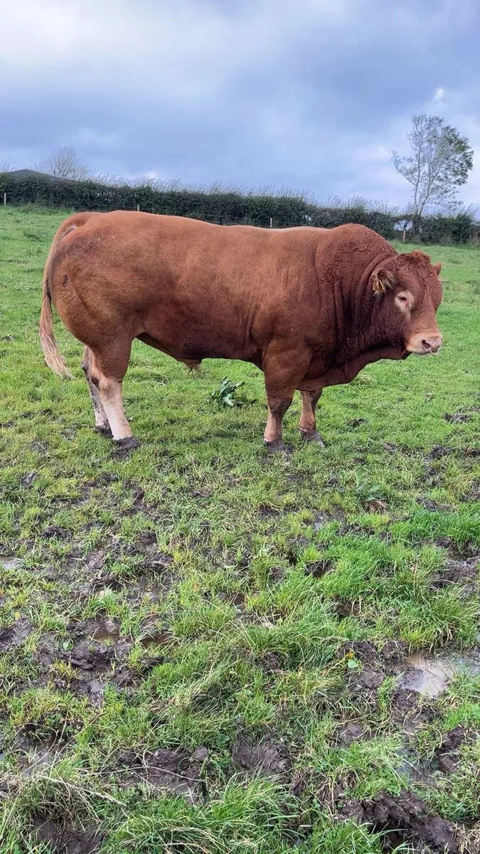 Elphin Mart 17th Nov - Image 1