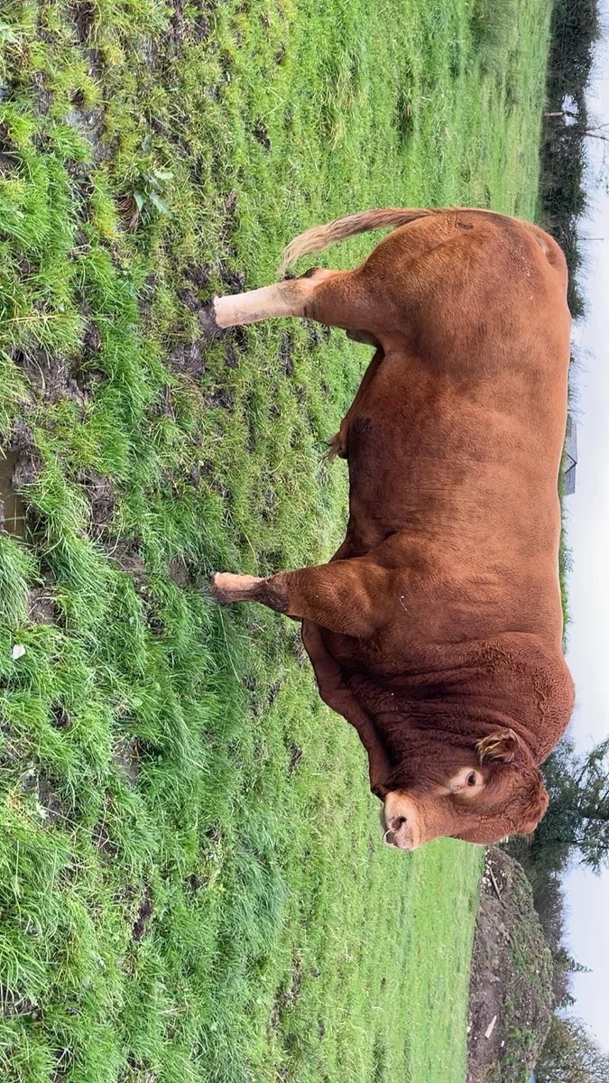 Elphin Mart 17th Nov - Image 4