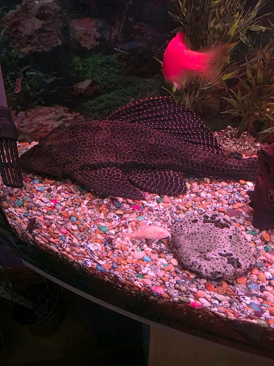 Large pleco