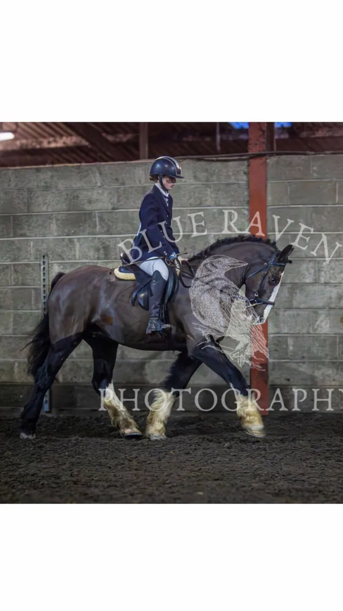 15h rising 4yo old cob - Image 1