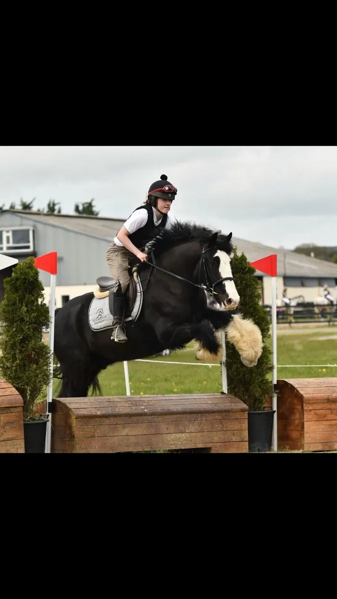 15h rising 4yo old cob - Image 2
