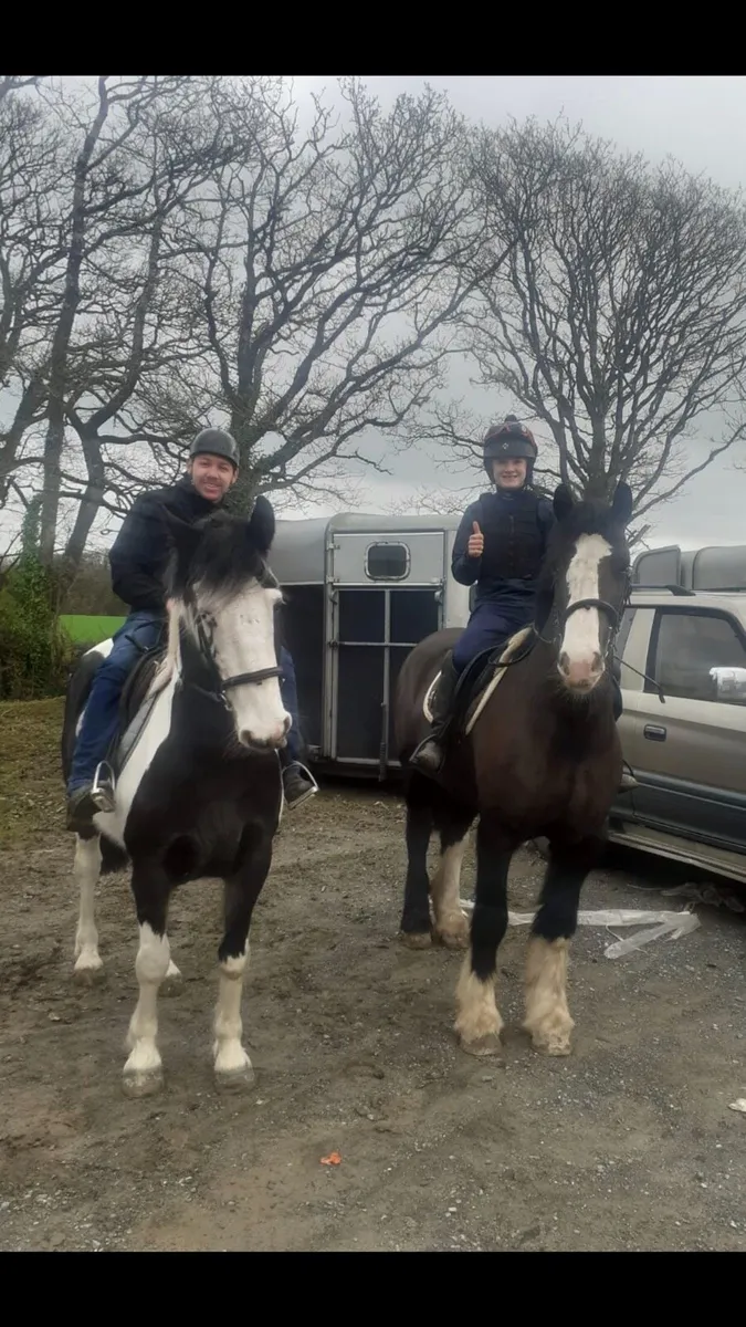 15h rising 4yo old cob - Image 3