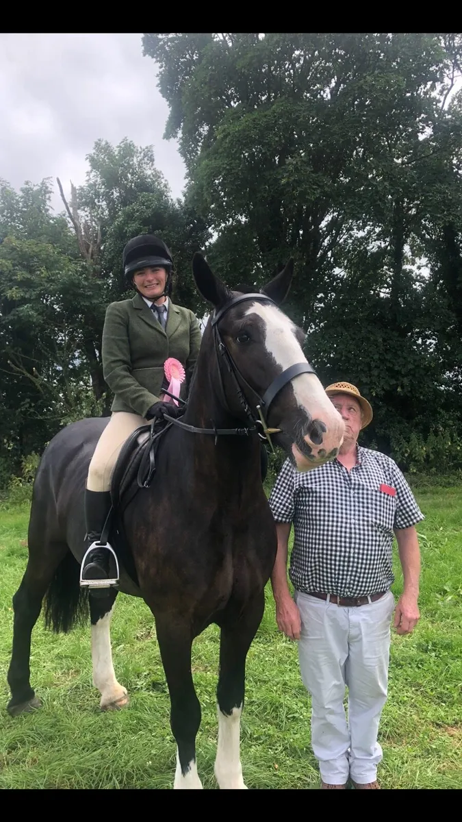 15h rising 4yo old cob - Image 4