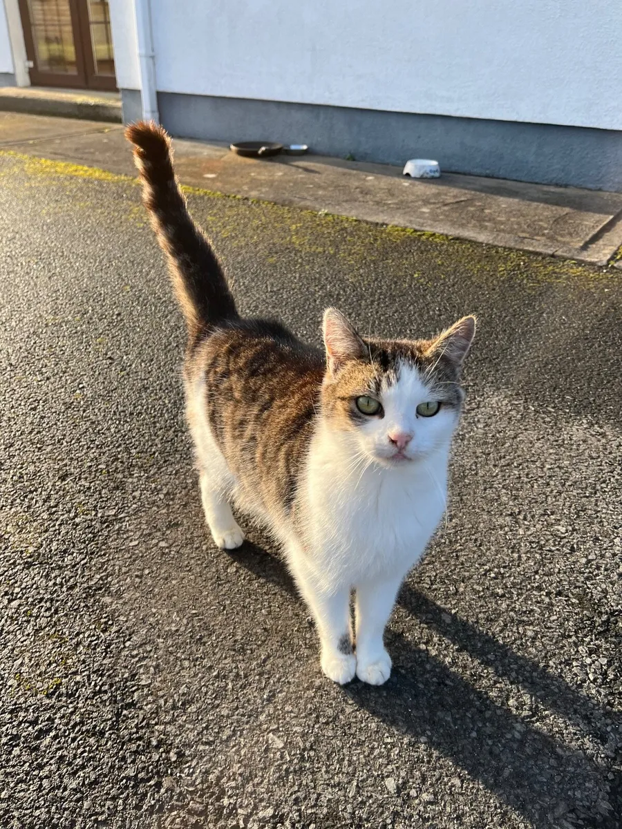 Outdoor cats - Image 1