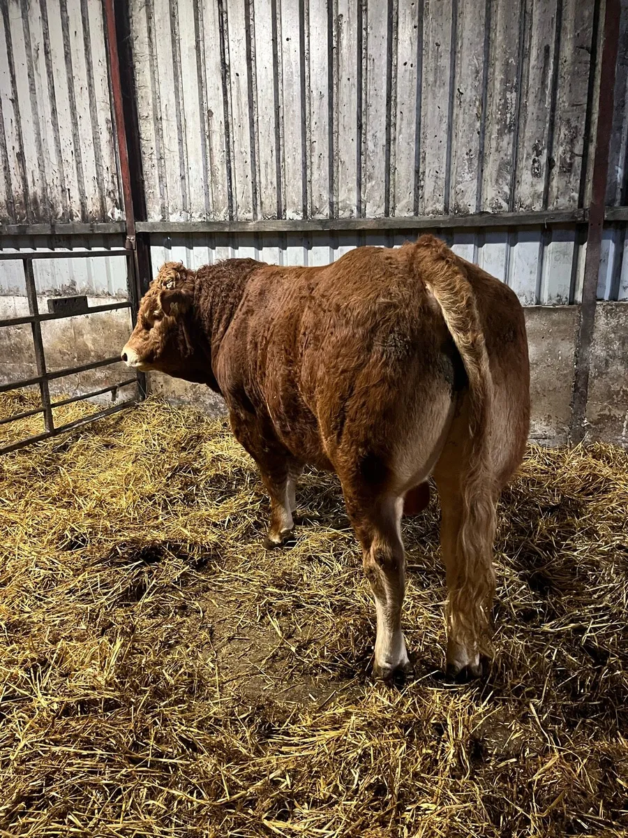 Pedigree Limousin Bull - Image 1