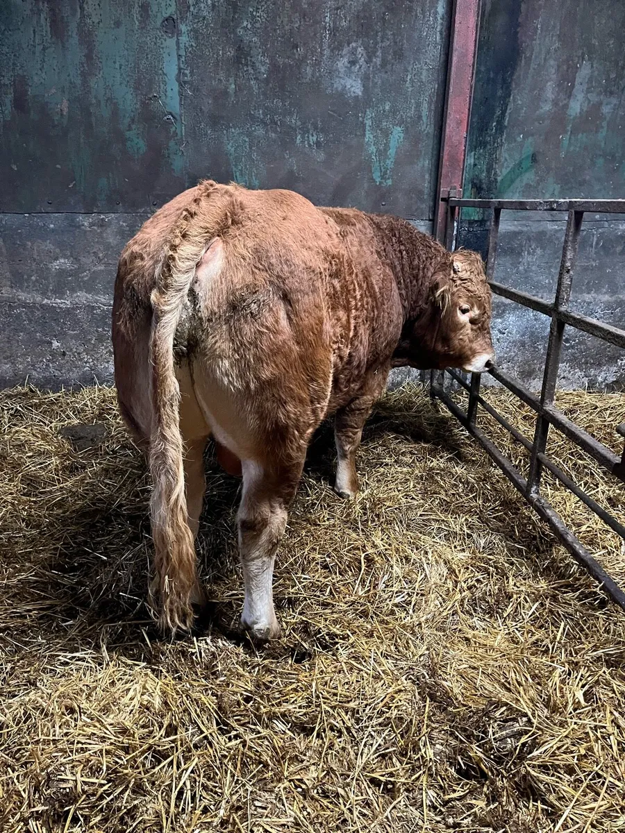 Pedigree Limousin Bull - Image 2