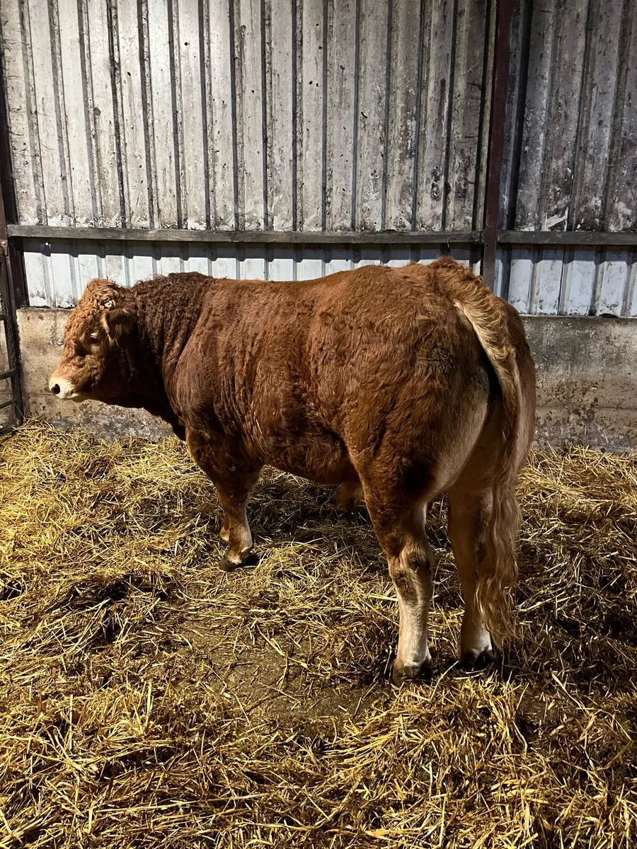 Pedigree Limousin Bull - Image 3