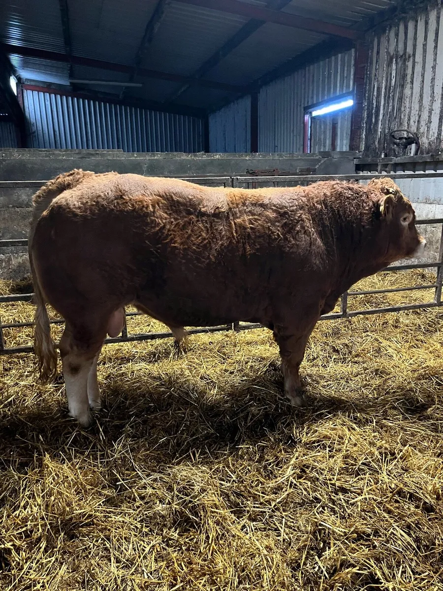Pedigree Limousin Bull - Image 4