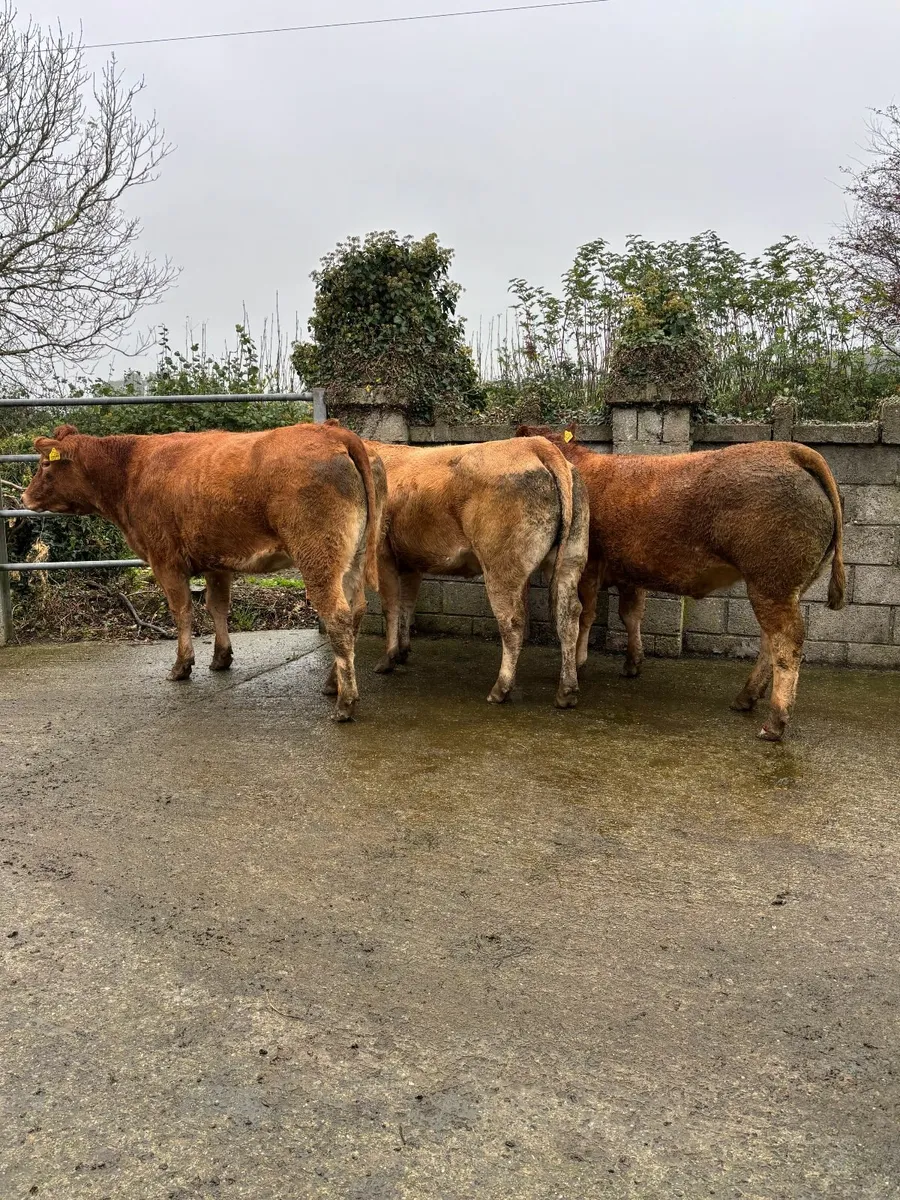 Incalf Heifers - Image 1