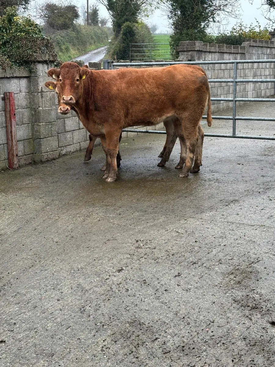 Incalf Heifers - Image 2