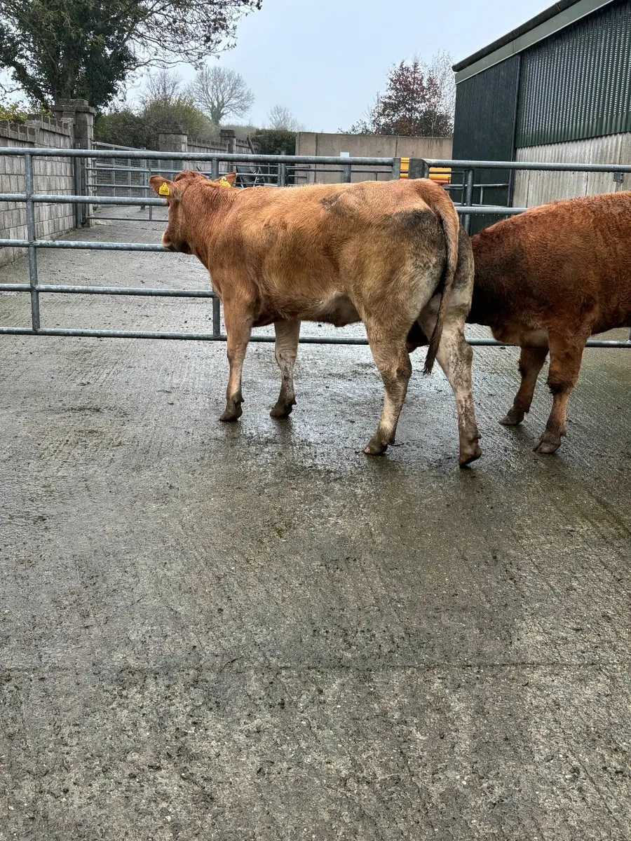 Incalf Heifers - Image 3