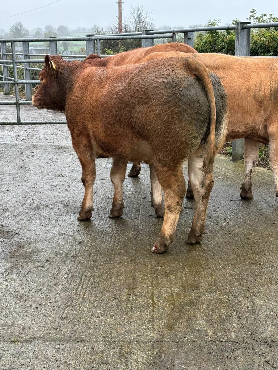 Incalf Heifers - Image 4