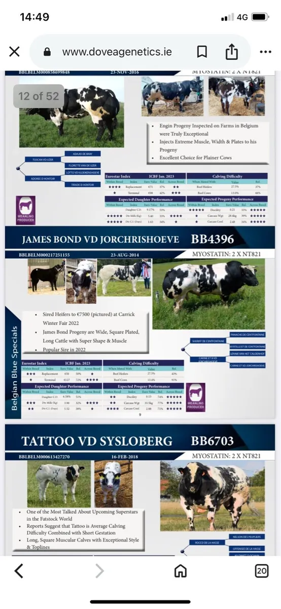 ⭐️pedigree Belgian blue calf’s ⭐️ - Image 1