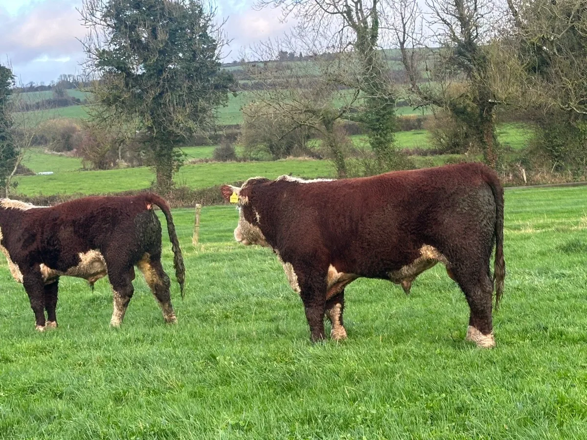Hereford Bulls - Image 1
